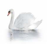 White swan on water