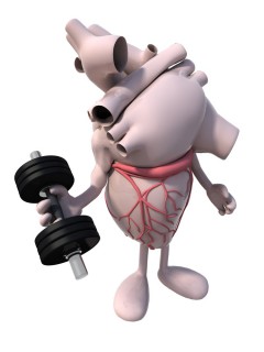 Human Heart Weight Training with dumbell in hand