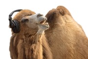 Humorous shot of a camel listening to music and singing along