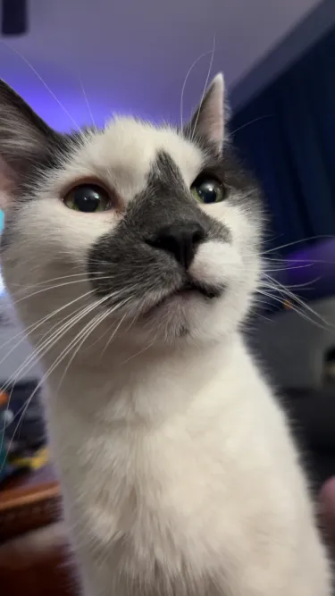 One of software customer support rep's eight cats.